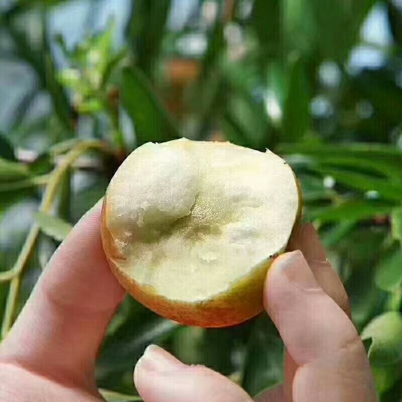 冬枣