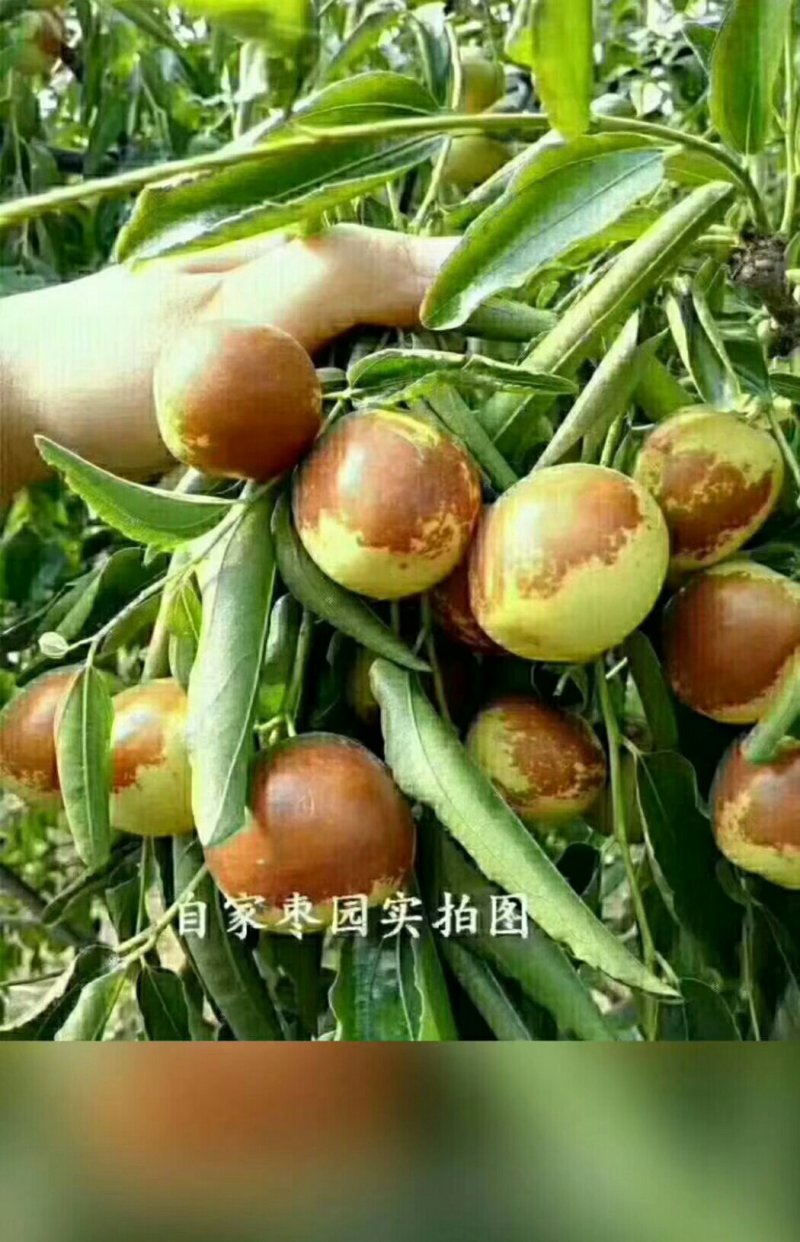 冬枣