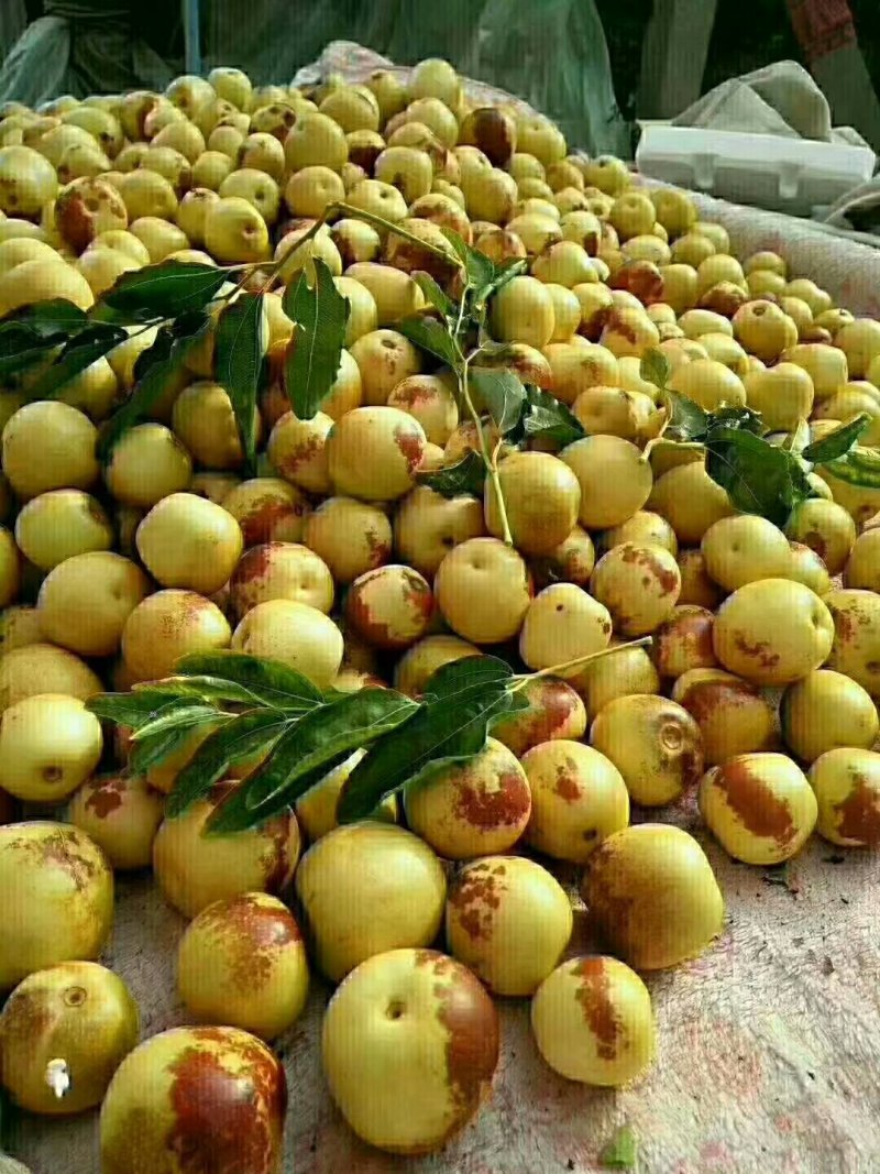 冬枣