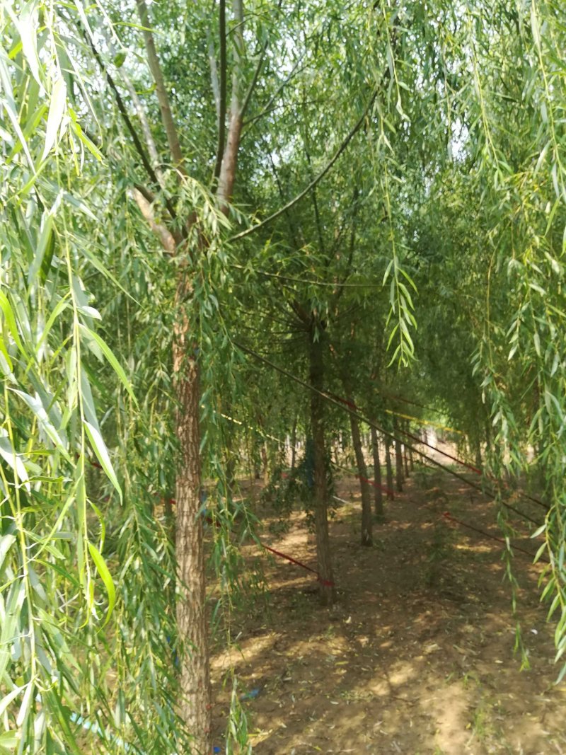 精品垂柳