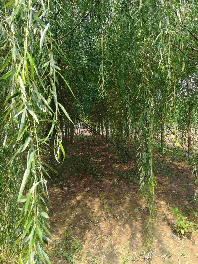 精品垂柳