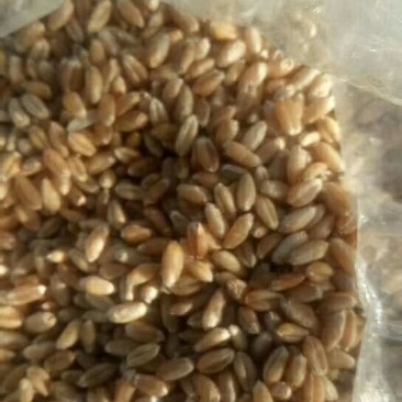 大量优质小麦，莜麦，出售