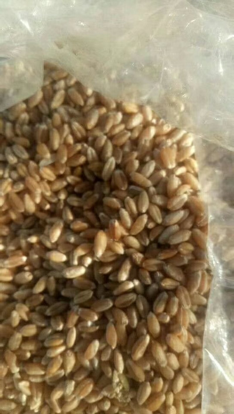 大量优质小麦，莜麦，出售
