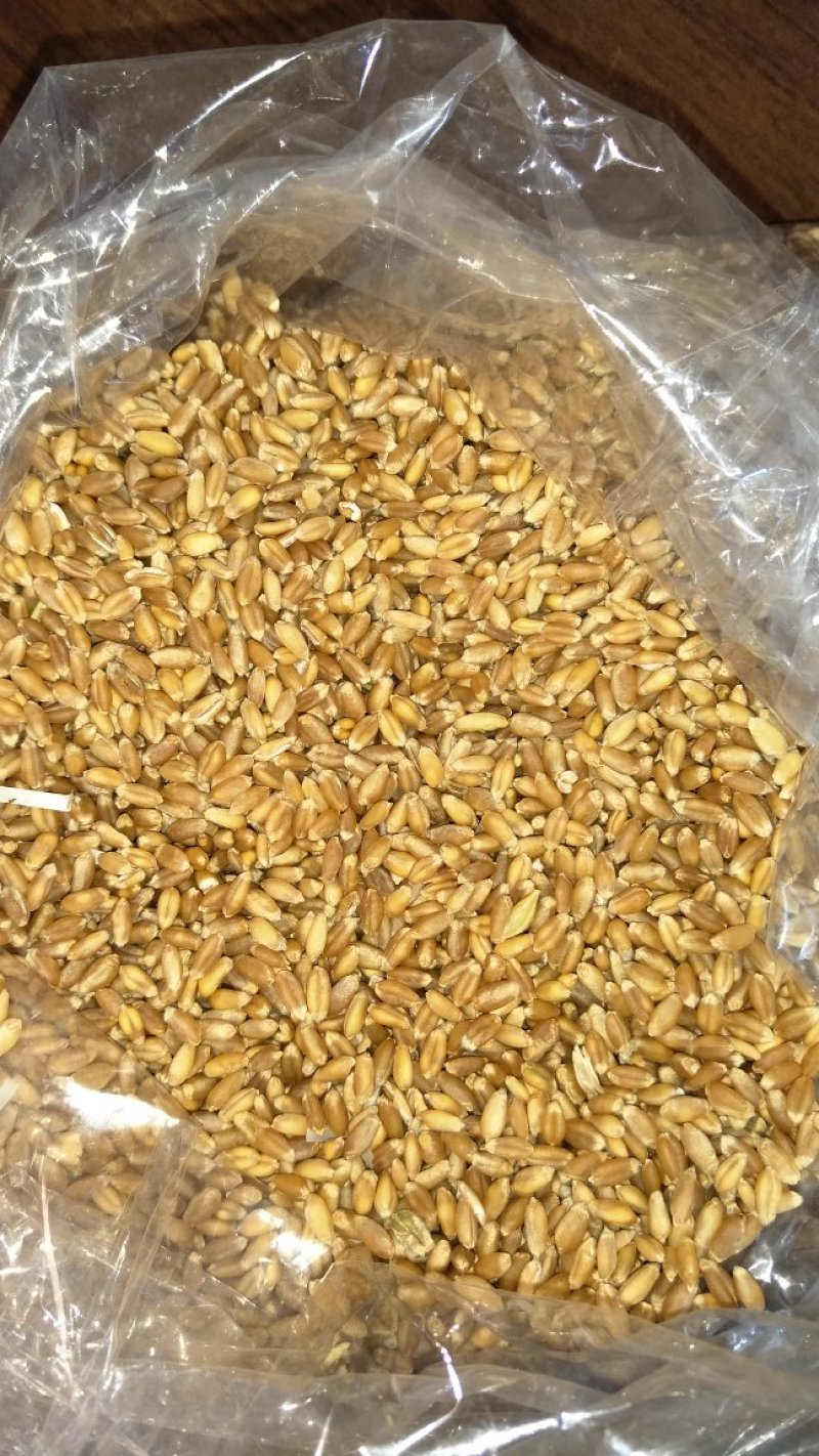 大量优质小麦，莜麦，出售