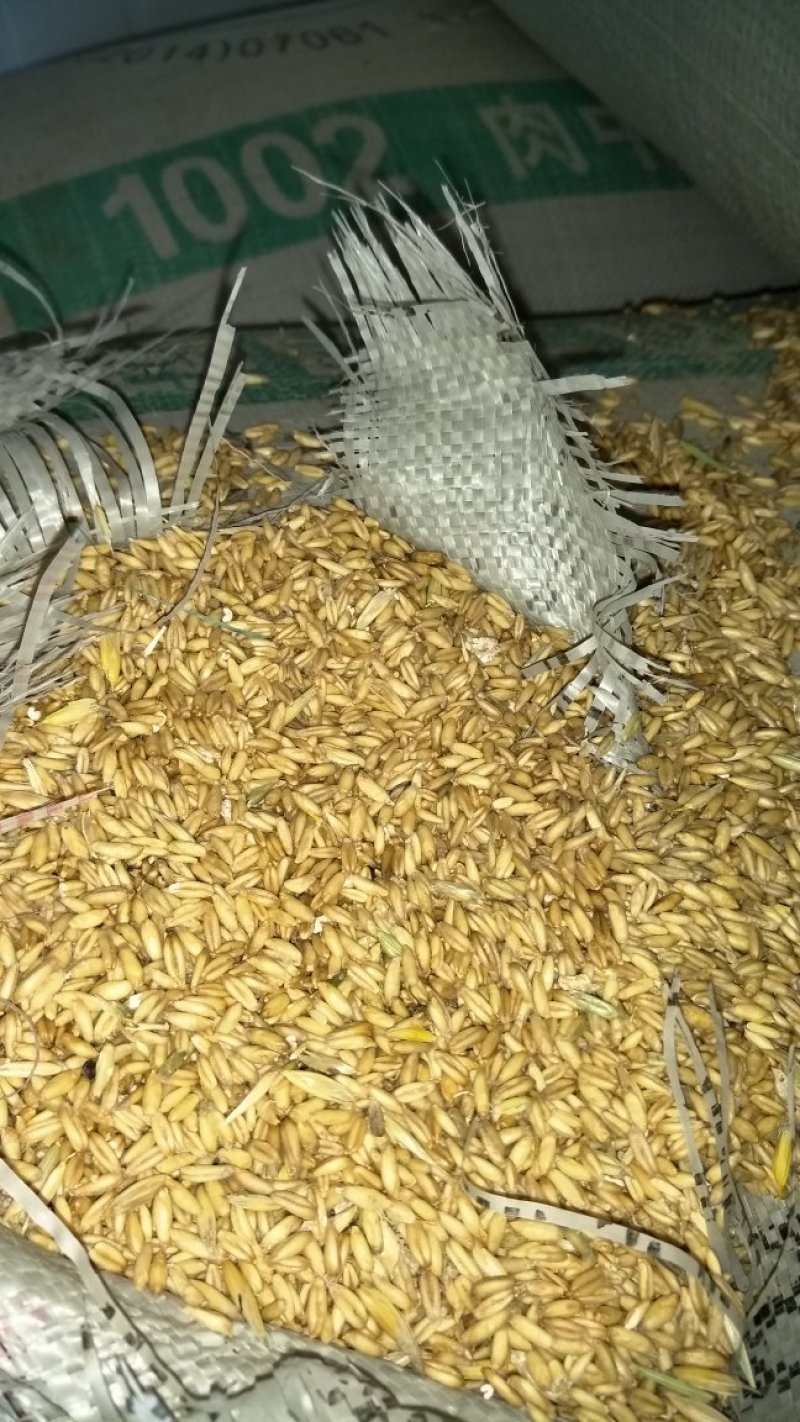 大量优质小麦，莜麦，出售