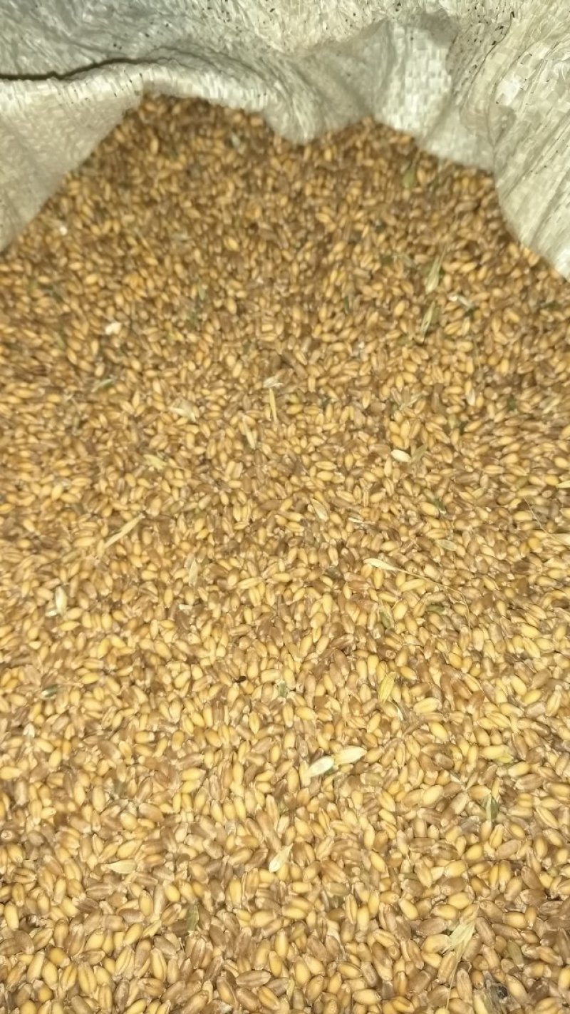大量优质小麦，莜麦，出售