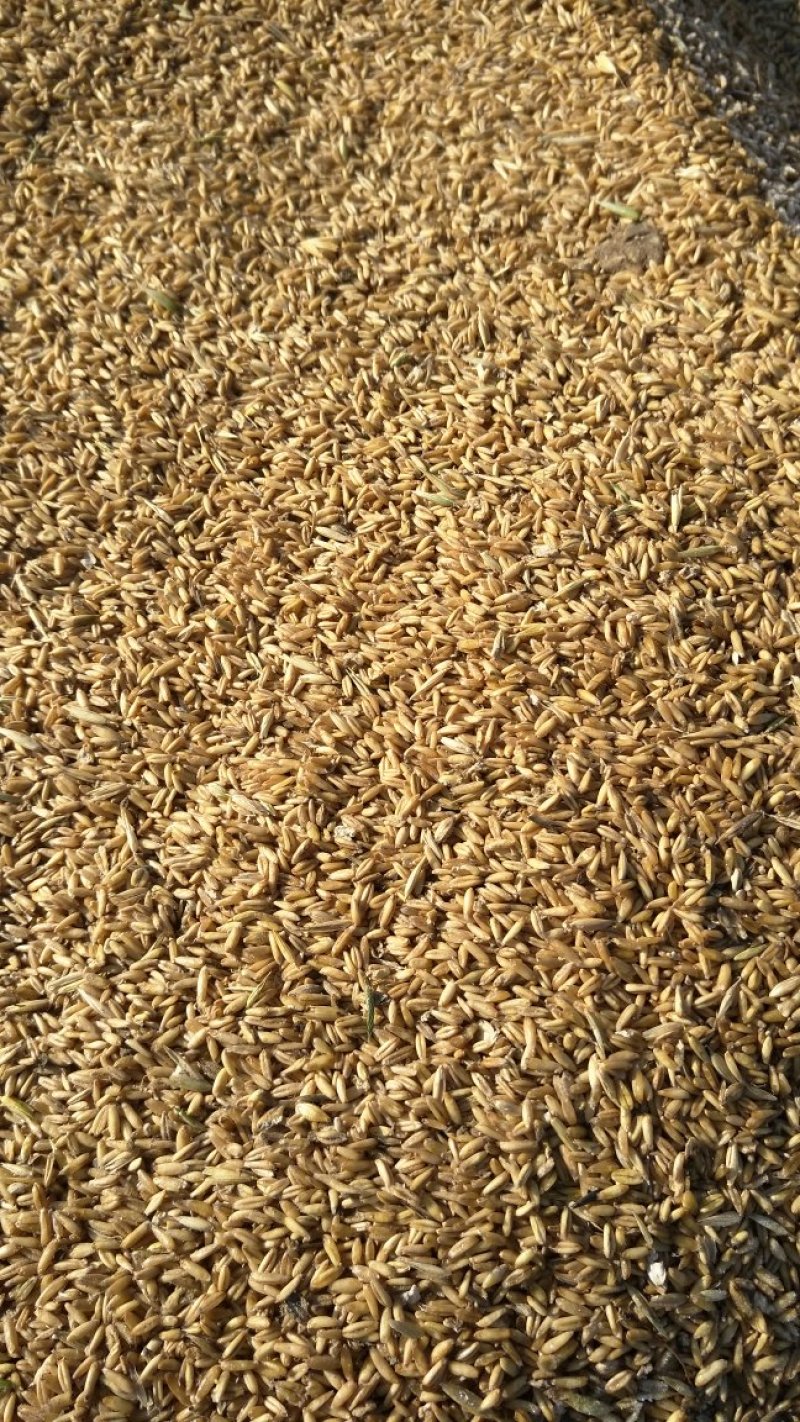 大量优质小麦，莜麦，出售