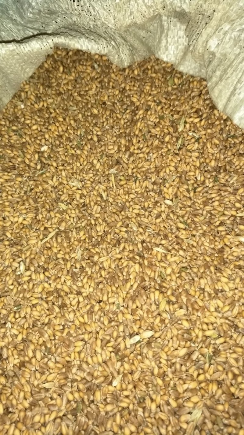 大量优质小麦，莜麦，出售