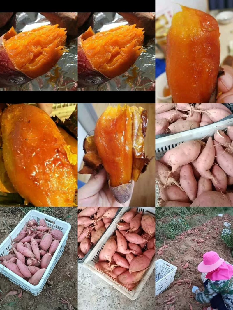 2050沂蒙蜜薯烟薯二五一件代发包邮包售后
