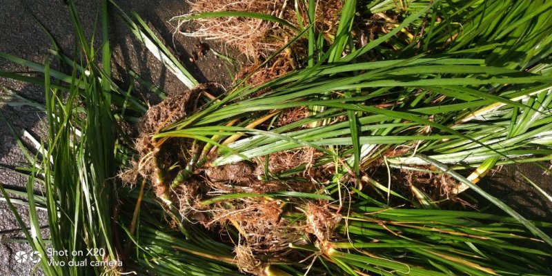 石菖蒲这两年价格一直在50公斤左右。