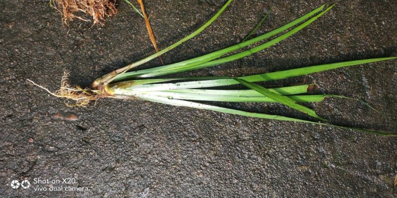石菖蒲这两年价格一直在50公斤左右。