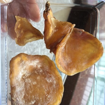 鸡宝