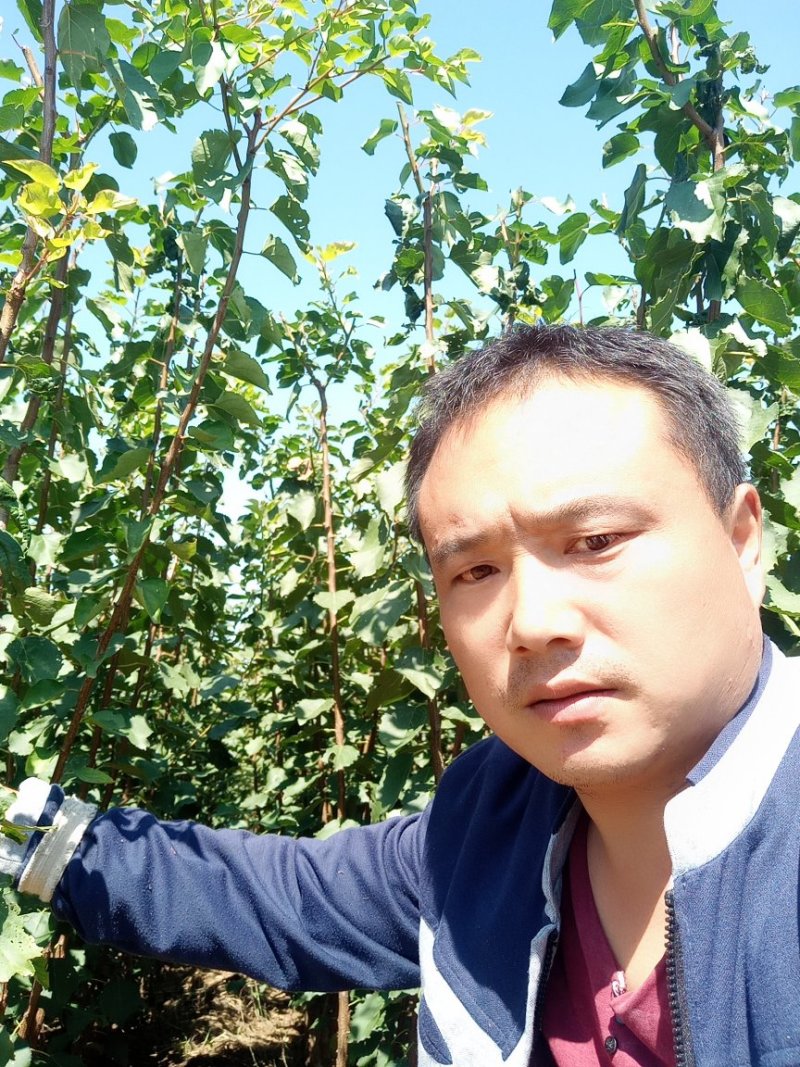 凯特王王苗，保质保量