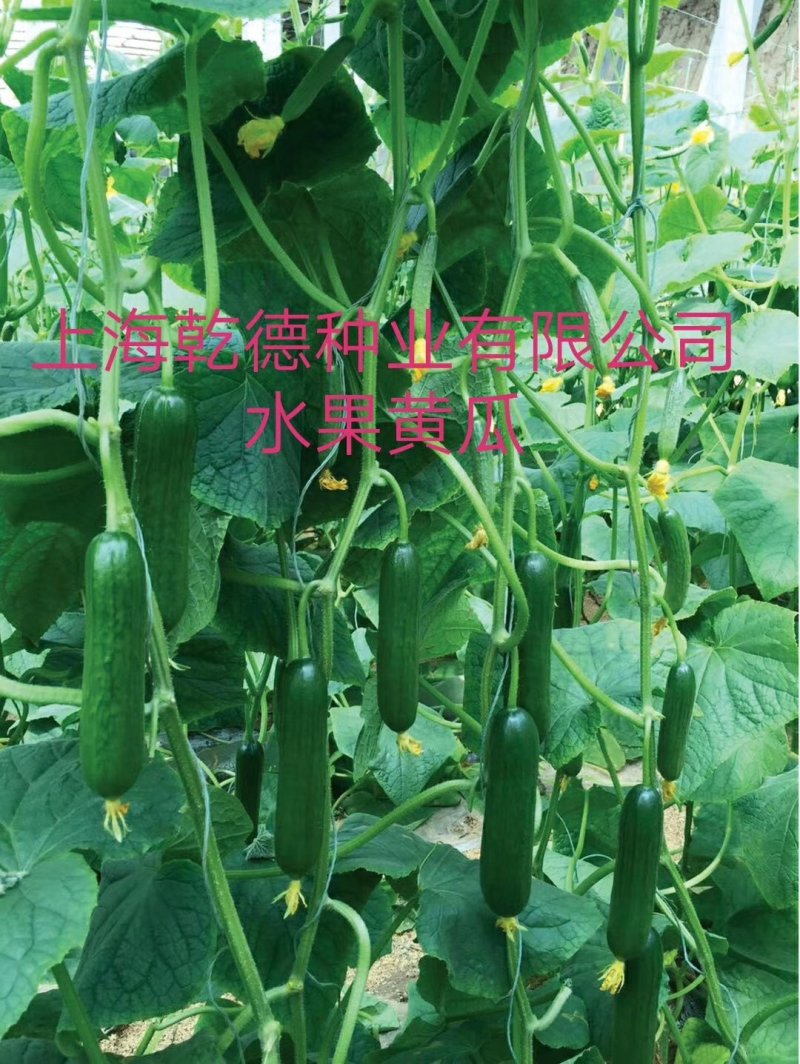 乾德1217水果黄瓜种子1000粒/袋无刺油亮口感好产量