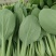 小青菜，质量好，青杆大叶面上海青，油菜量大从优