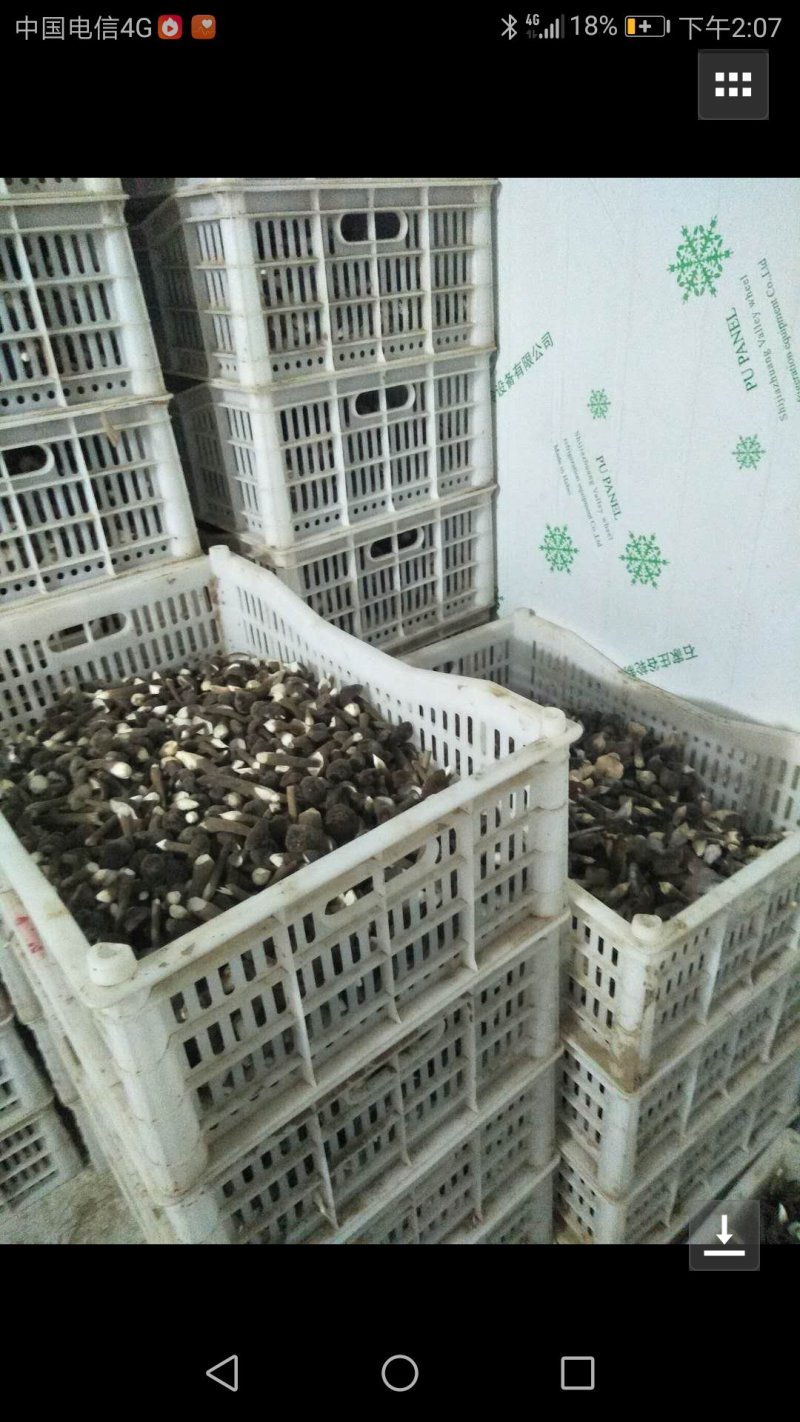 鲜鸡枞菌