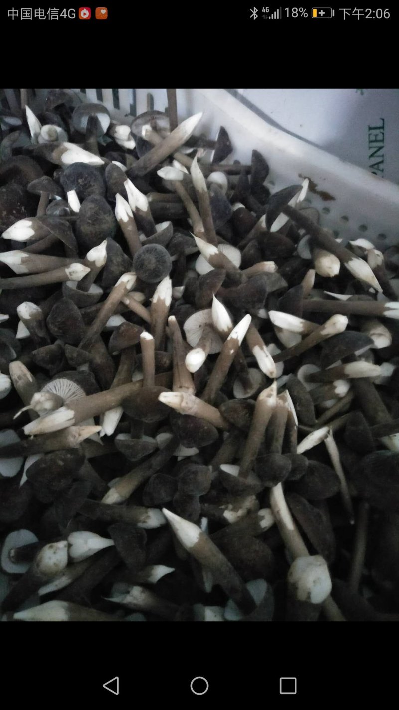 鲜鸡枞菌