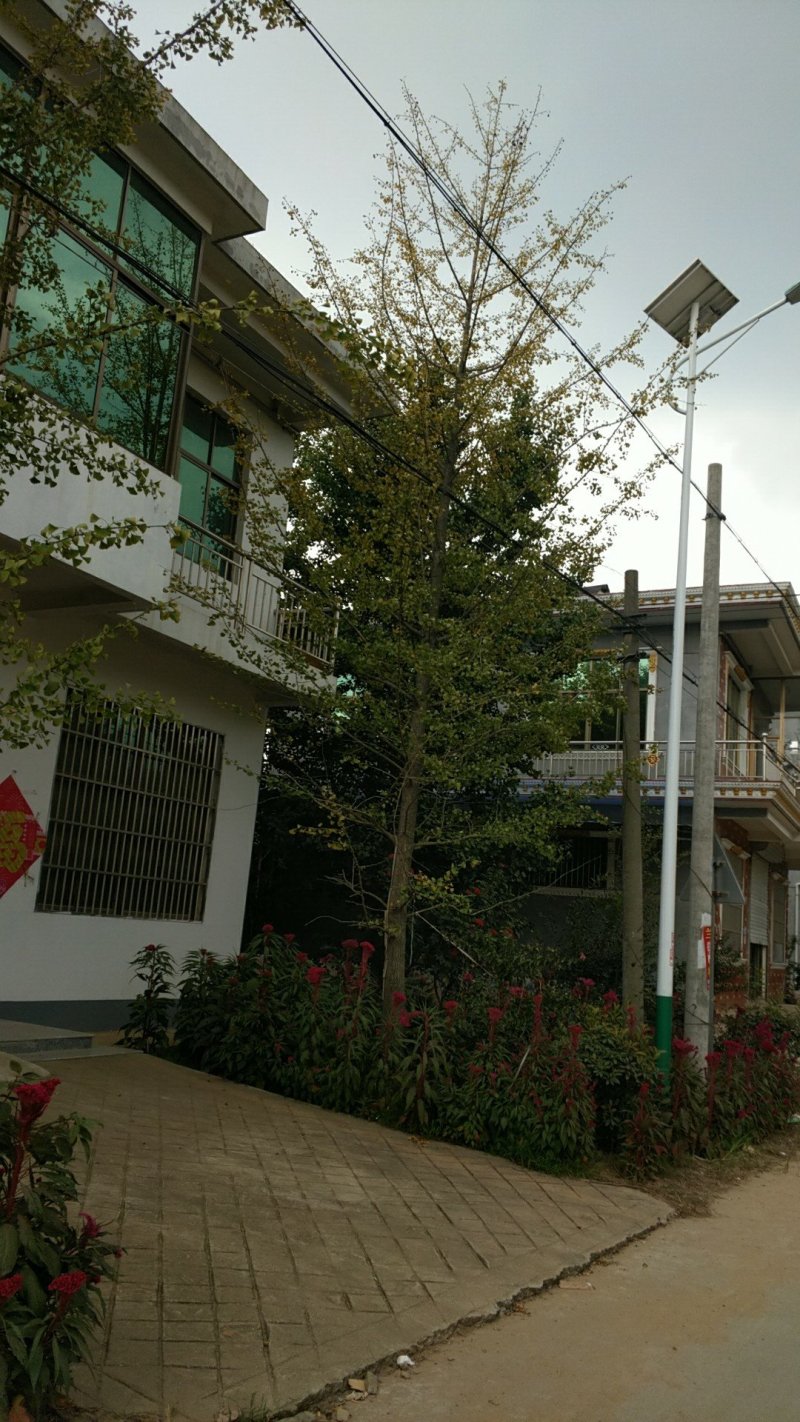 银杏树