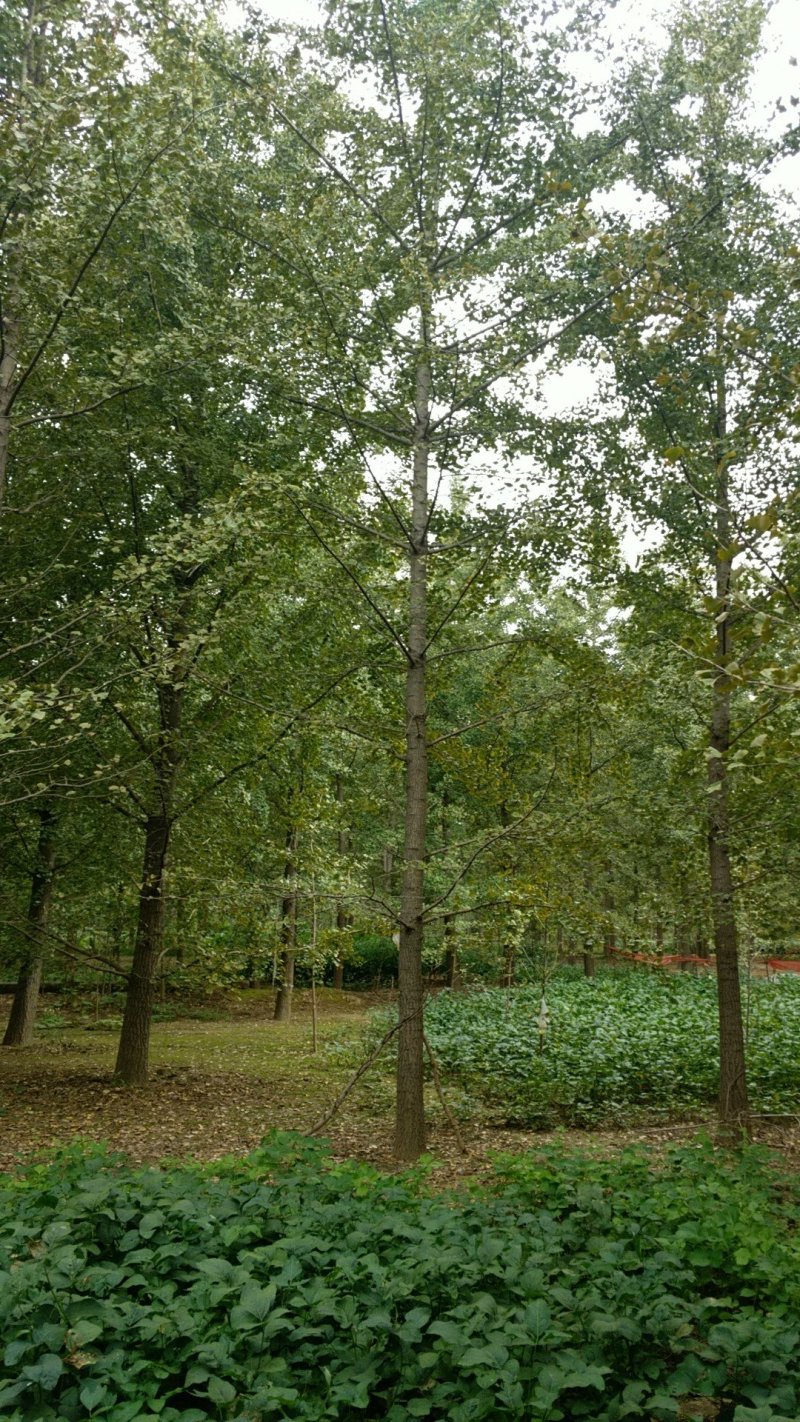 银杏树