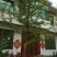 银杏树