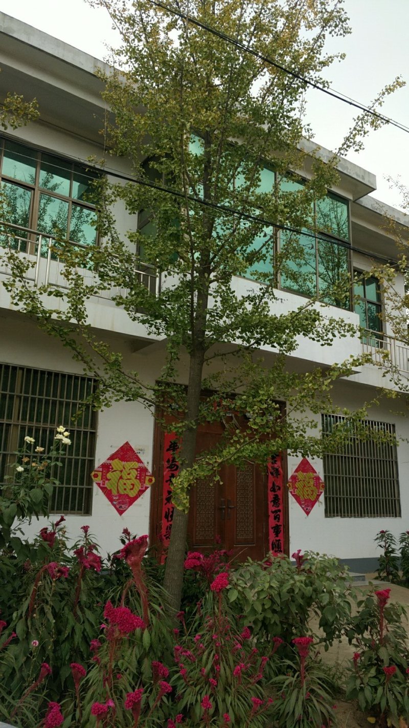 银杏树