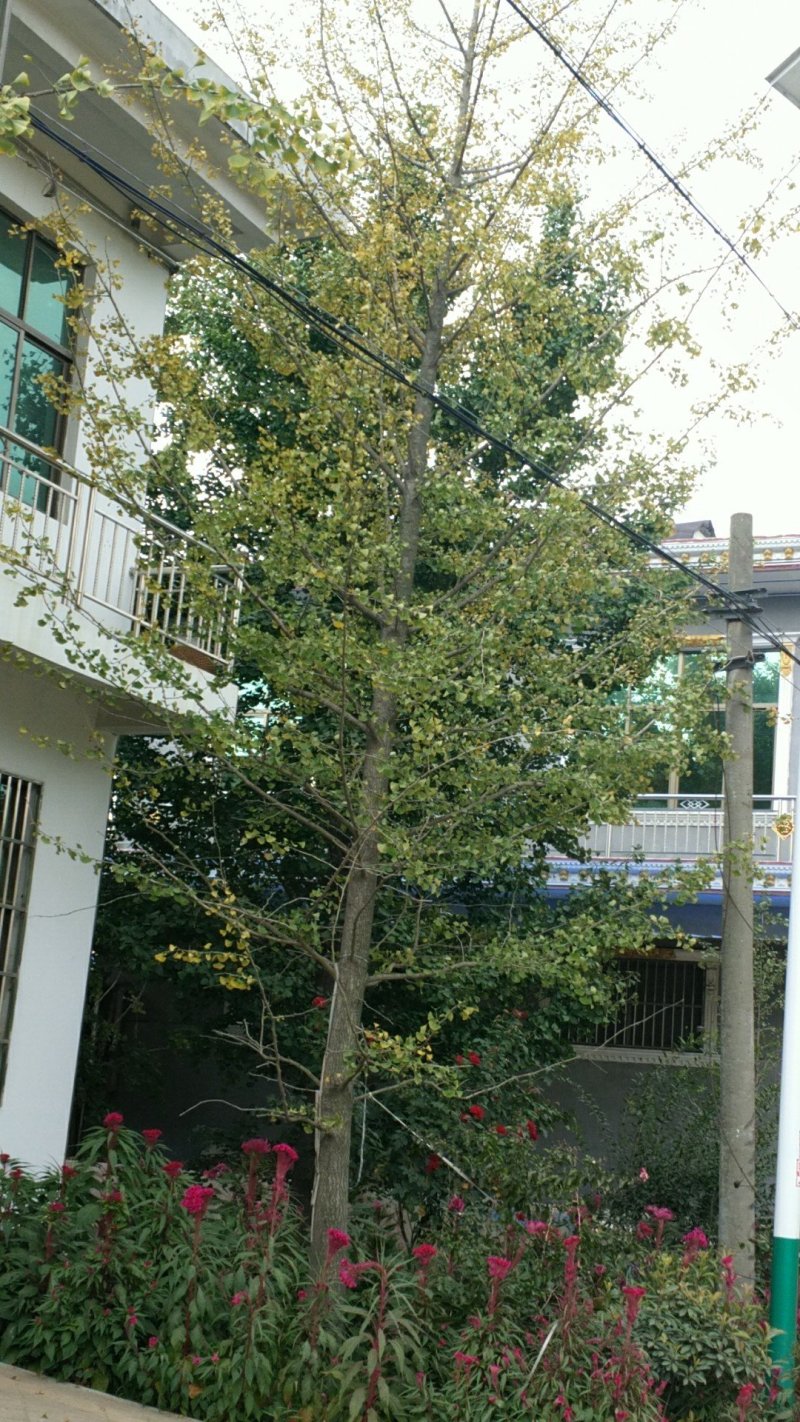 银杏树