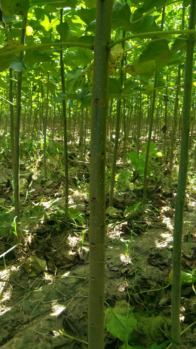 一年嫁接三公分楸树和辛树小苗量大