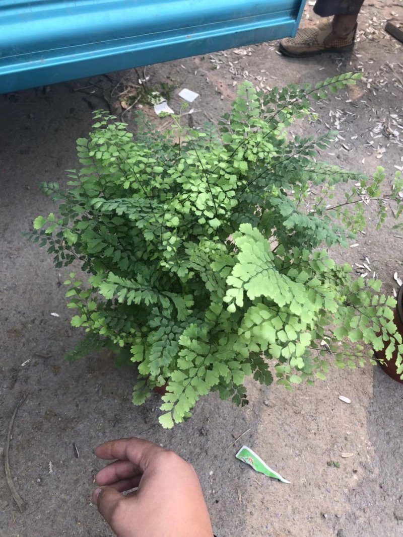 铁线蕨大量批发