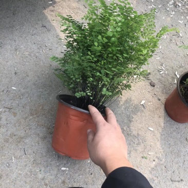 铁线蕨大量批发