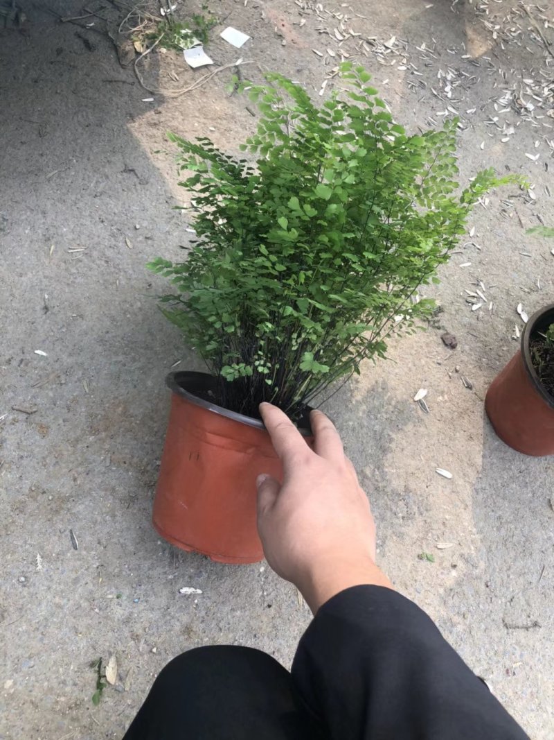铁线蕨大量批发