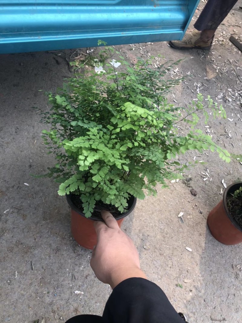 铁线蕨大量批发