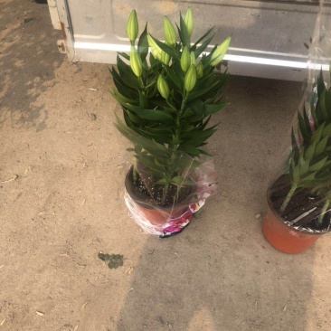 香水百合