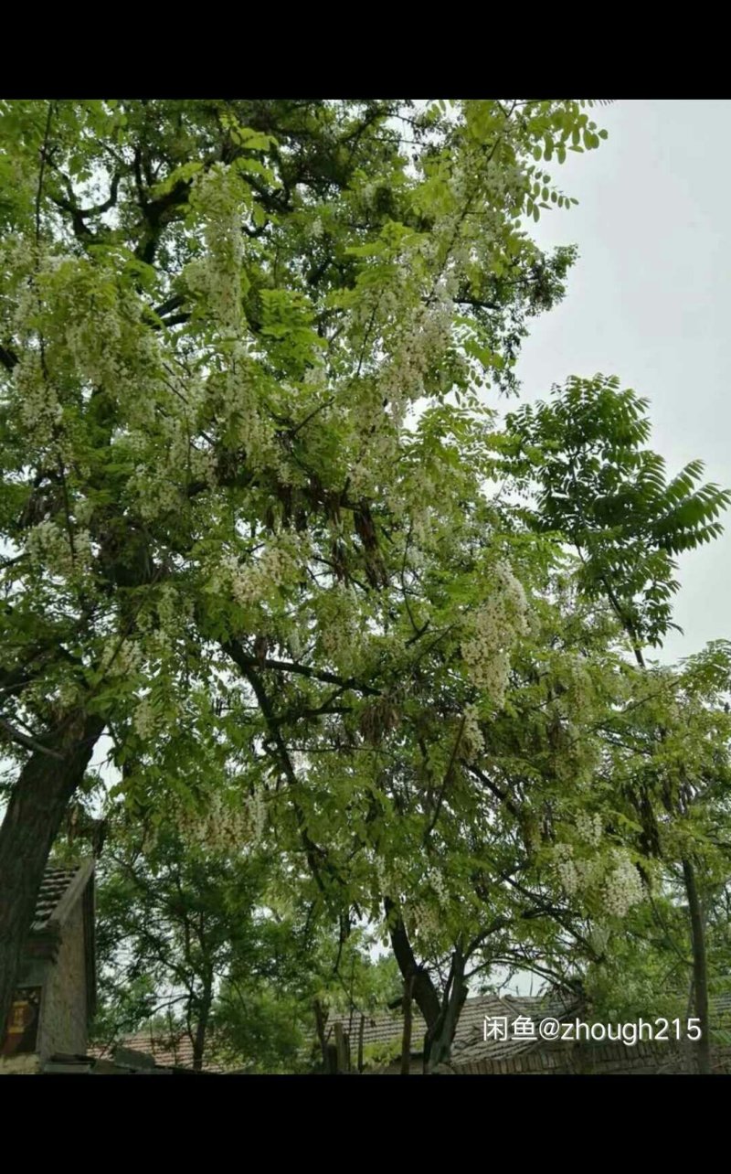 槐花蜜，椴树蜜，等…