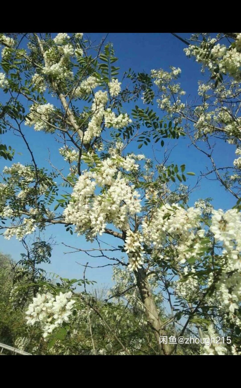 槐花蜜，椴树蜜，等…
