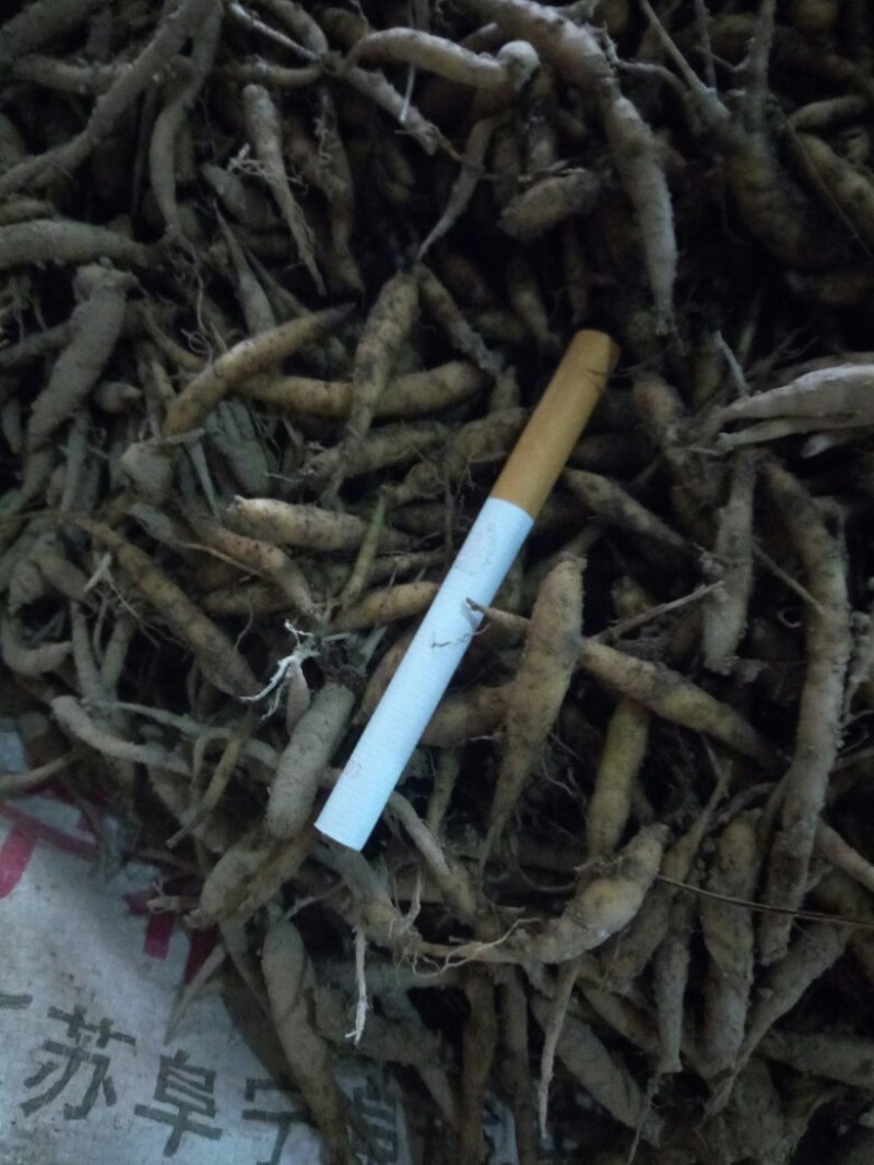太子参种子