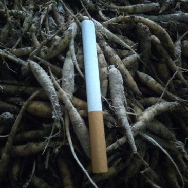 中药材太子参种苗一代苗量大上门指导