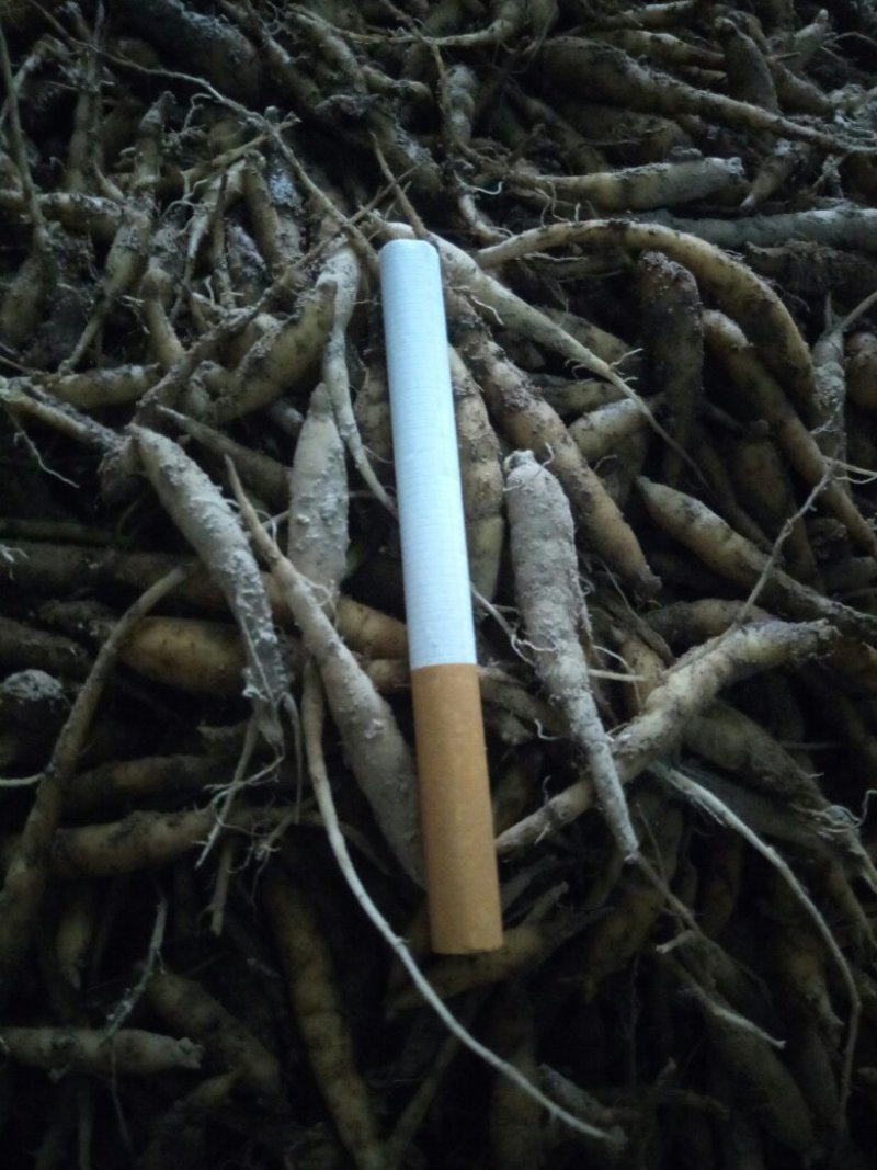 中药材太子参种苗一代苗量大上门指导