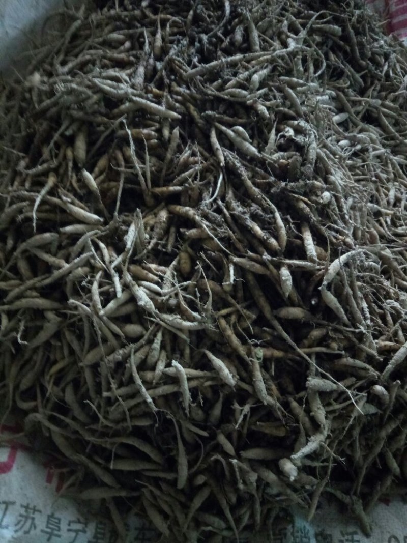 中药材太子参种苗一代苗量大上门指导