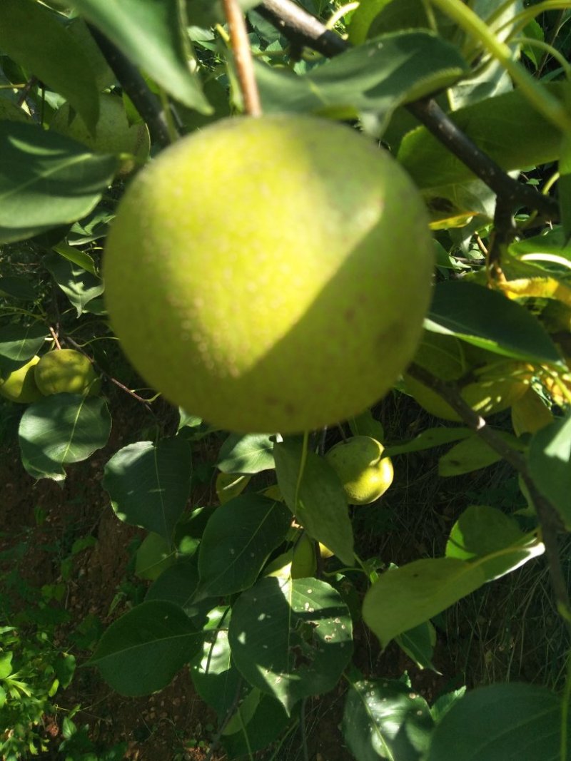 酸梨，安梨