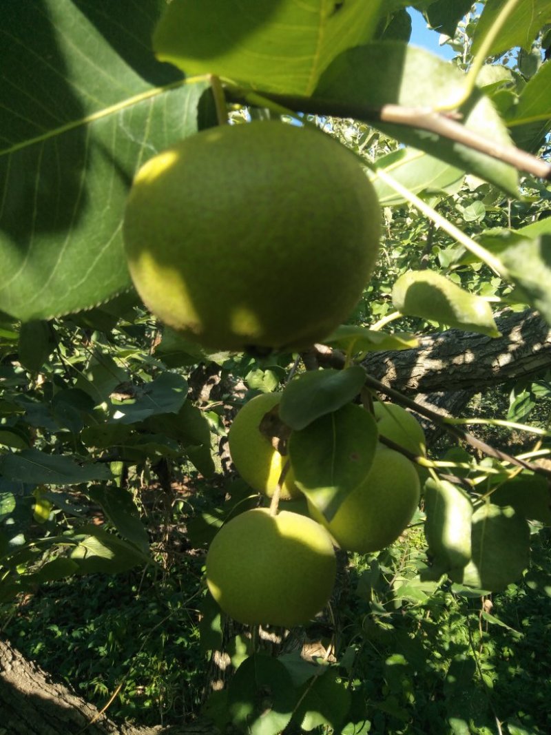 酸梨，安梨