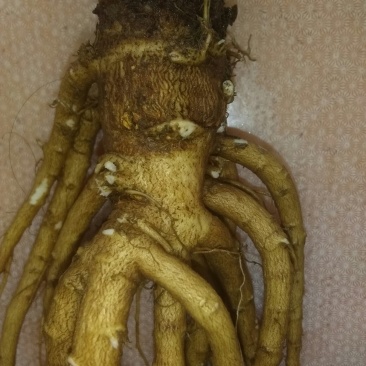 18年大通鲜当归