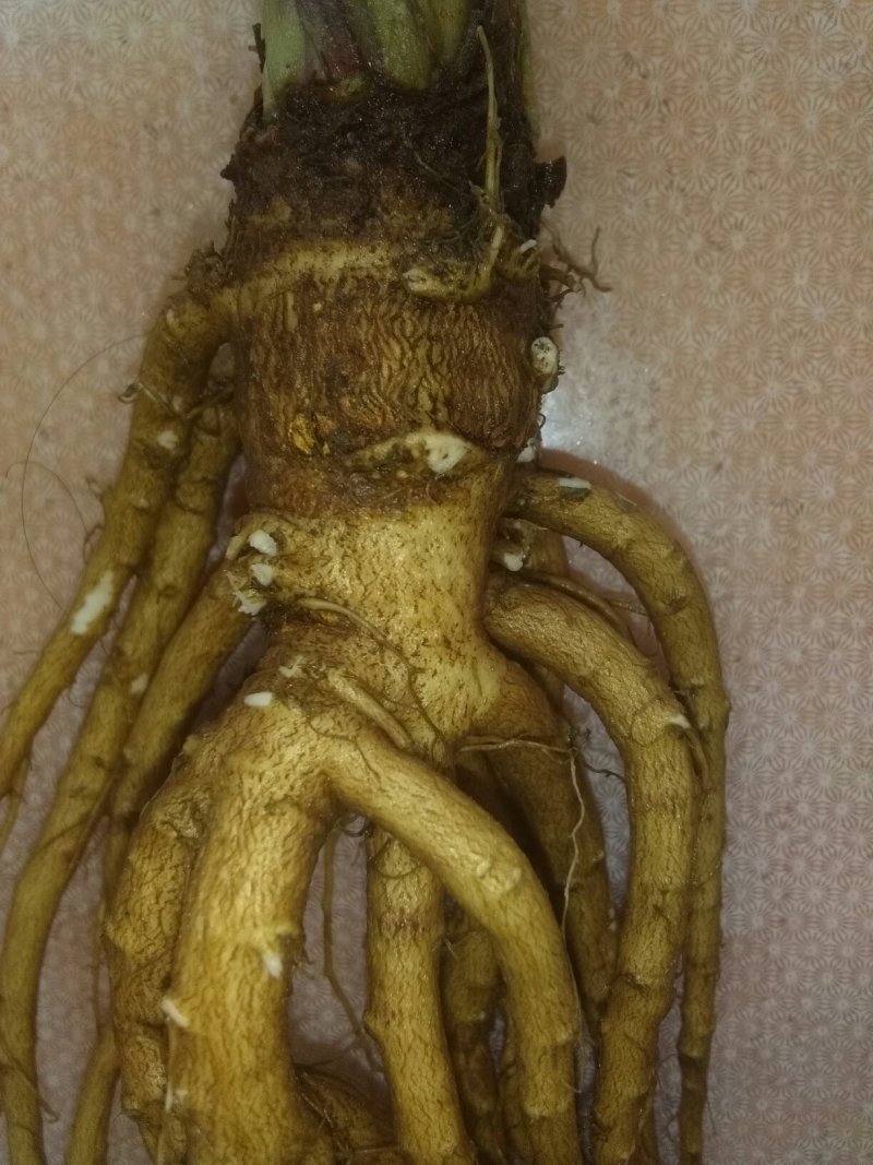 18年大通鲜当归