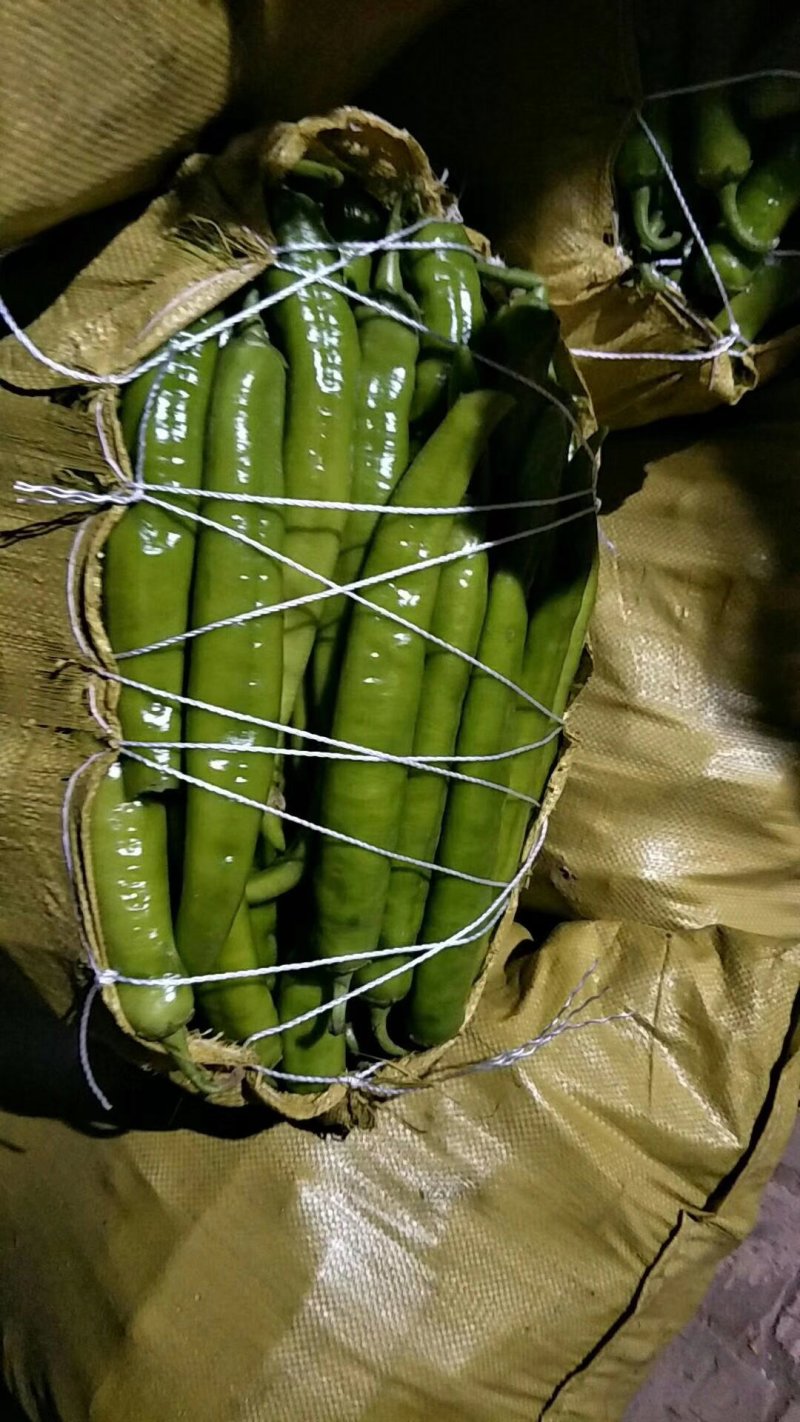 线椒=炮螺丝椒