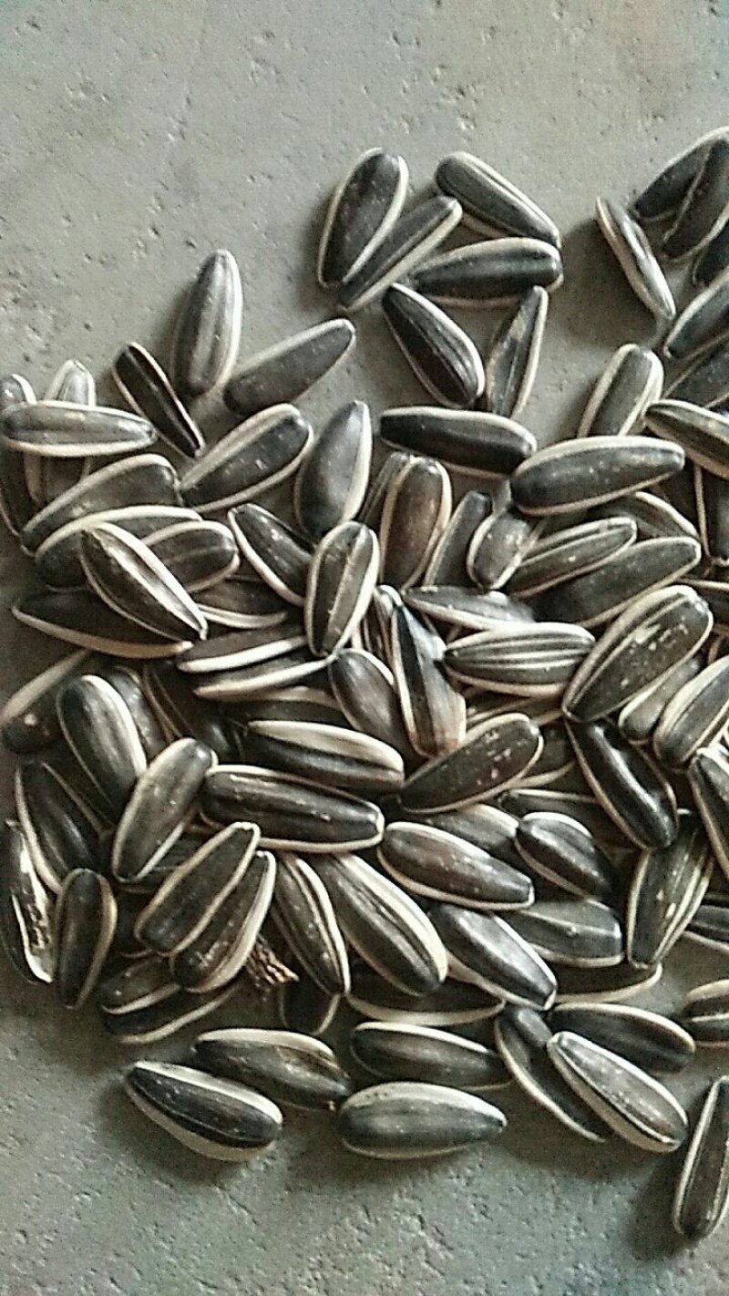 大量生葵花