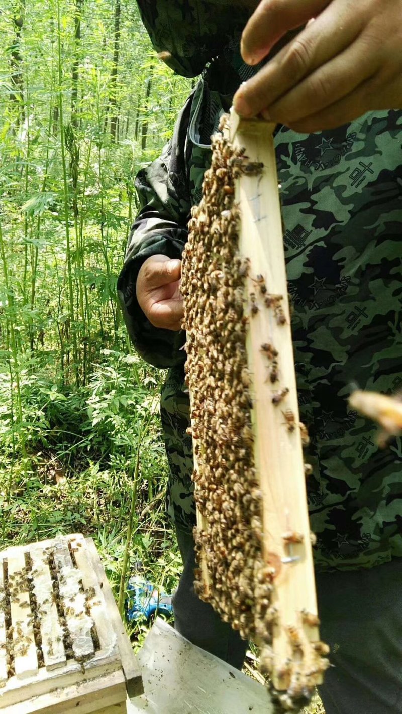 湖南美丽桃花江高山土峰蜜