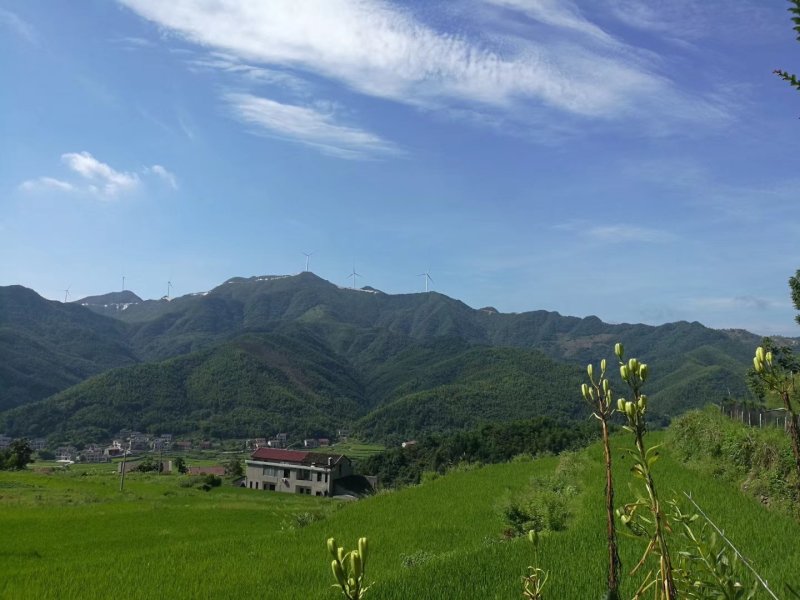 湖南美丽桃花江高山土峰蜜