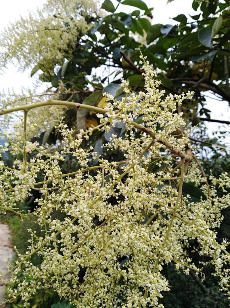 湖南美丽桃花江高山土峰蜜