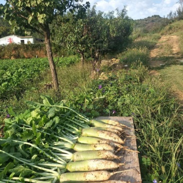 大量供应萝卜