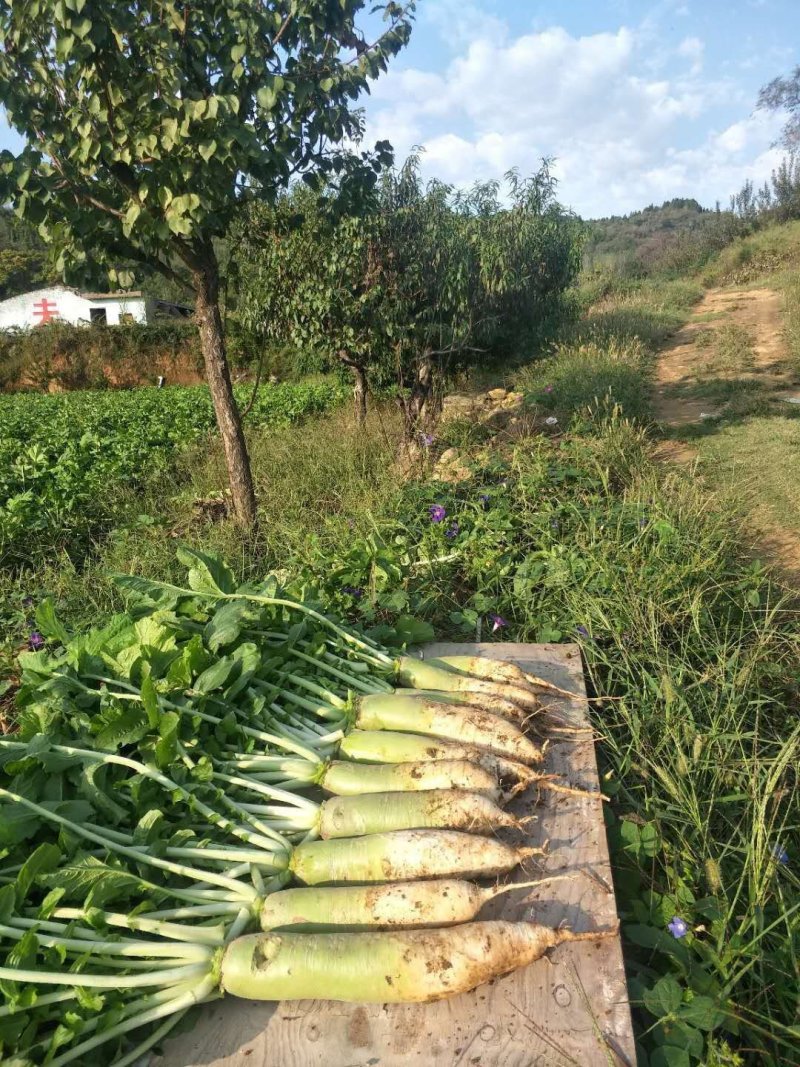 大量供应萝卜