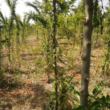 皂角树自家苗圃200亩左右